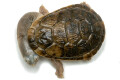 Chelodina rugosa juvenil